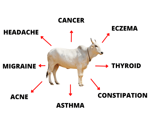 Cow Urine||Benefits of Cow urine|Benefits of Cow Urine|benefits of cow urine