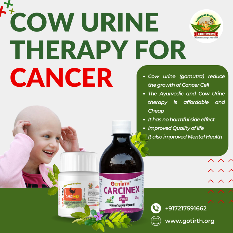 cow urine therapy for cancer||cow urine therapy for cancer|cow urine therapy for cancer