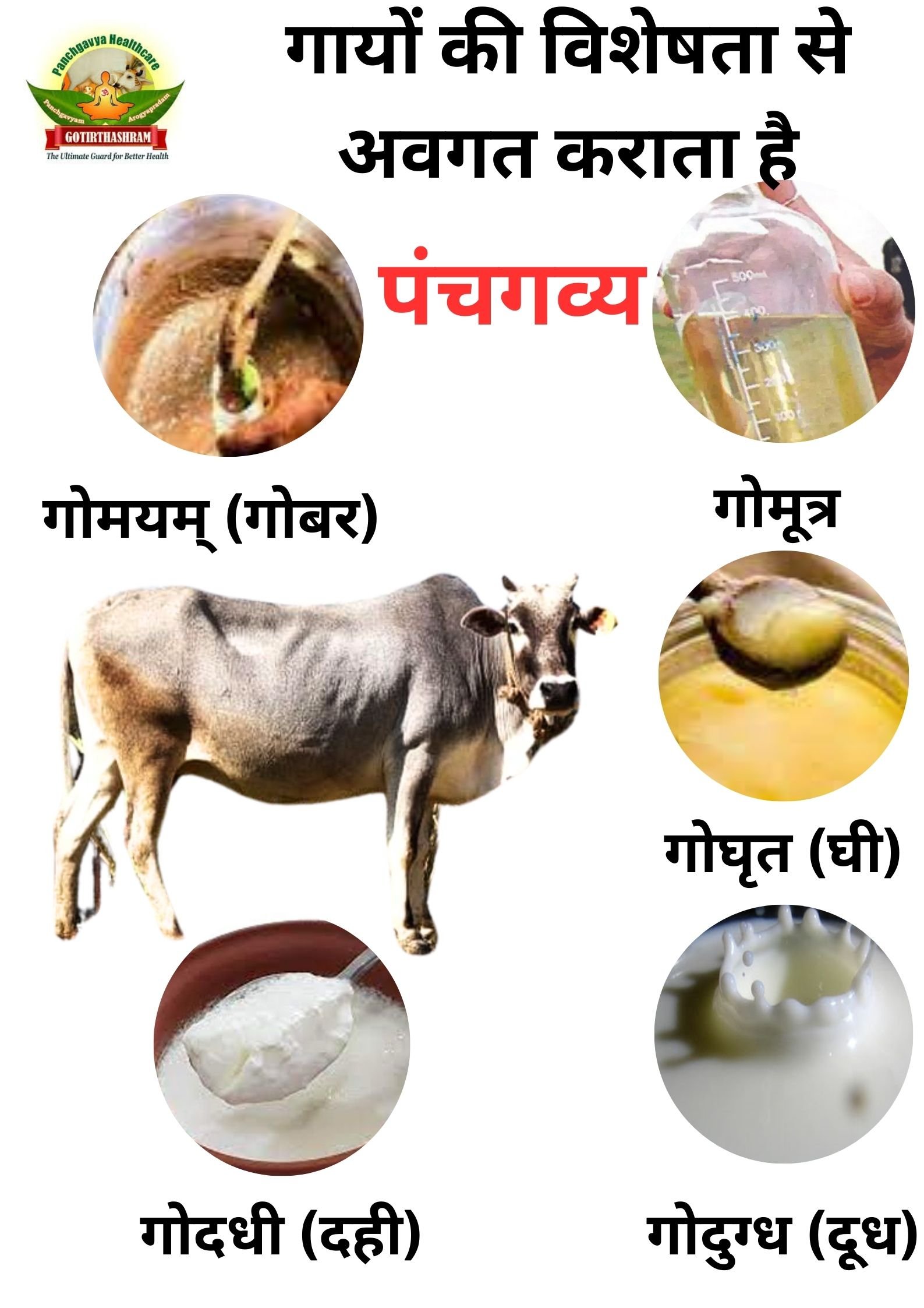 गायों की विशेषता से अवगत कराता है पंचगव्य | Panchagavya Benefits